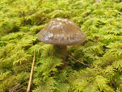 Cortinarius camphoratus