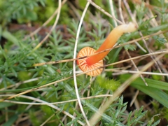 Hygrocybe mucronella