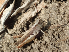 Chorthippus vagans
