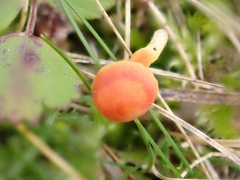 Hygrocybe mucronella