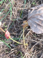 Pemphigus spyrothecae
