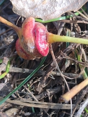 Pemphigus spyrothecae