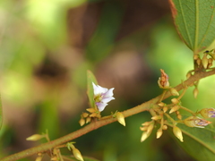 Helicteres angustifolia
