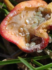 Pemphigus spyrothecae