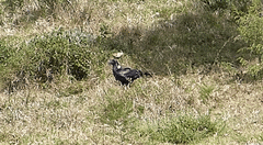 Corvus albicollis