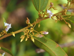 Helicteres angustifolia