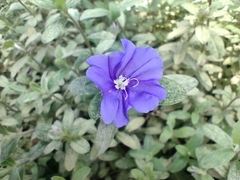 Evolvulus glomeratus