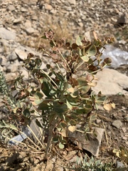 Euphorbia macroclada