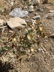 Euphorbia macroclada