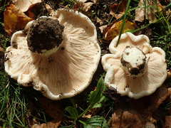 Lactarius controversus