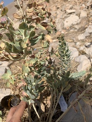 Euphorbia macroclada