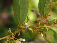 Helicteres angustifolia