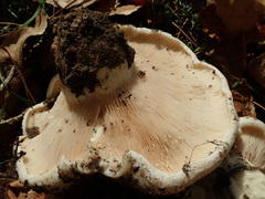 Lactarius controversus