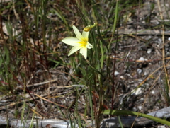 Moraea collina