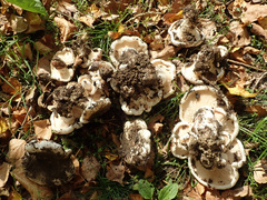 Lactarius controversus