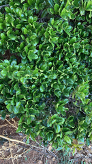 Angiospermae