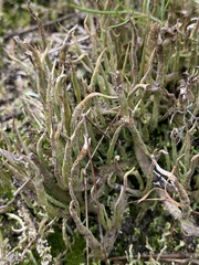Cladonia gracilis