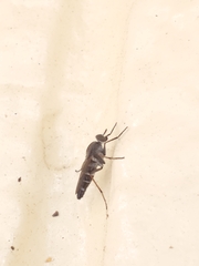 Ozodiceromyia