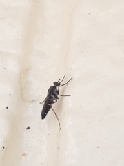 Ozodiceromyia