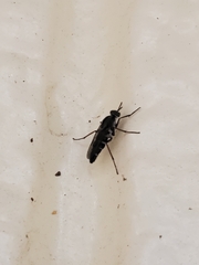 Ozodiceromyia