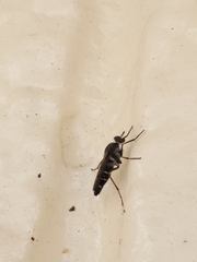 Ozodiceromyia