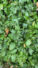 Trachelospermum asiaticum