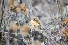 Heliothis peltigera