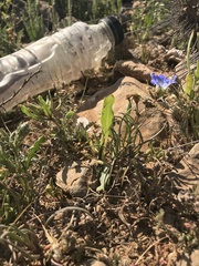 Nolana elegans