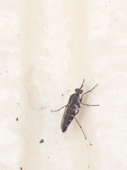 Ozodiceromyia