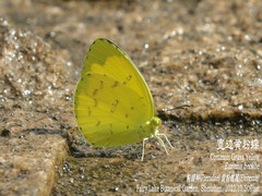 Eurema hecabe