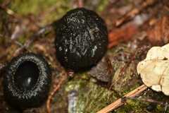 Galiella coffeata