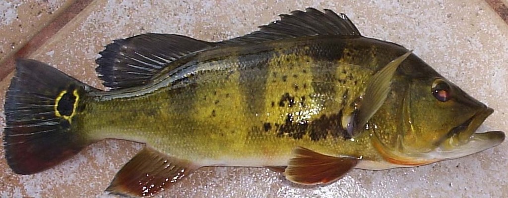Tucanare peacock bass