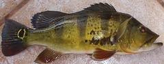 Tucanare Peacock Bass photo 2
