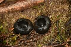 Galiella coffeata