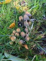 Coprinellus micaceus