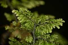 Hymenophyllum dentatum