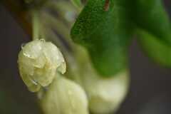 Boquila trifoliolata