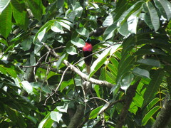 Chalcomitra senegalensis