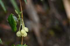 Boquila trifoliolata