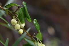 Boquila trifoliolata