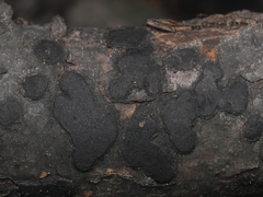 Biscogniauxia nummularia