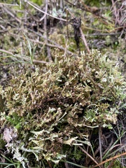 Cladonia crispata