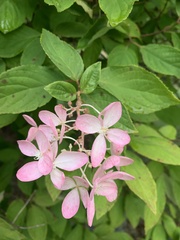 Hydrangea paniculata