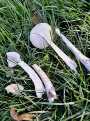 Amanita phalloides