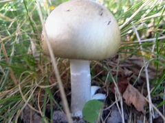 Amanita phalloides