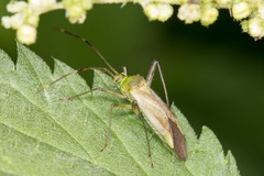 Adelphocoris