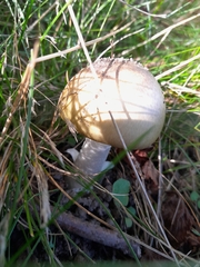 Amanita phalloides