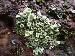 Cladonia kurokawae
