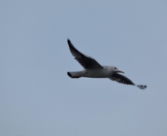 Chroicocephalus genei