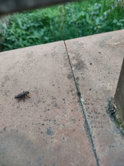 Capnodis tenebricosa